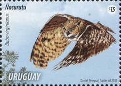 Bubo virginianus