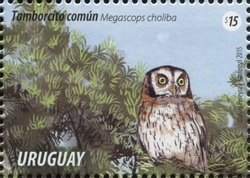 Stamp, Megascops choliba, Uruguay,  , Fauna, Owls