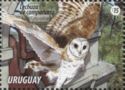 Tyto alba