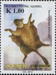Beecroft's Flying Squirrel