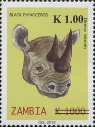 Black Rhinoceros