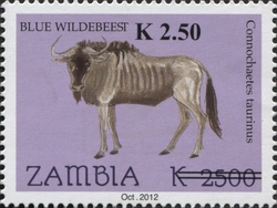 Blue Wildebeest