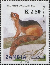 Red and Black Squirrel