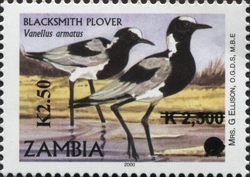 Blacksmith Plover