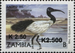 Sacred Ibis
