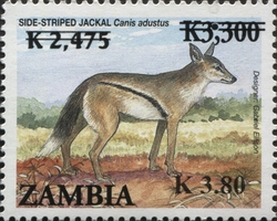 Side-striped Jackal