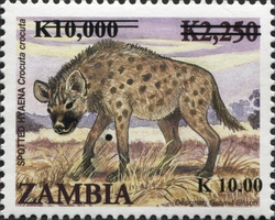 Spotted Hyaena