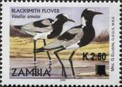 Blacksmith Plover