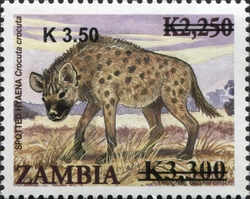 Spotted Hyaena