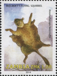 Beecroft's Flying Squirrel