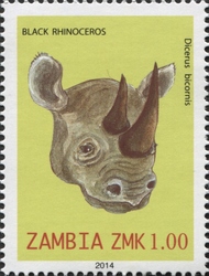Black Rhinoceros