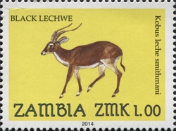 Black Lechwe