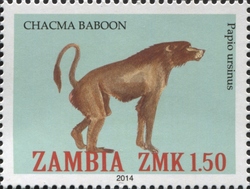 Chacma Baboon