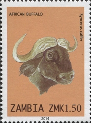 African Buffalo