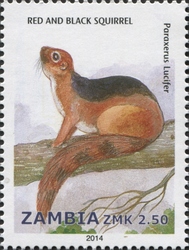 Red and Black Squirrel
