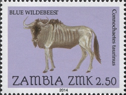 Blue Wildebeest