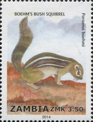 Boehm's bush Squirrel