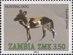 Hunting Dog