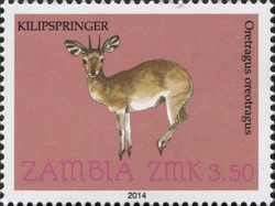 Stamp, Kilipspringer, Zambia,  , Fauna, Mammals