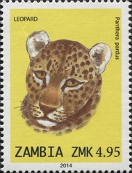 Leopard