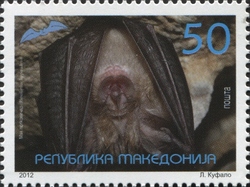 Parnassius mnemosyne