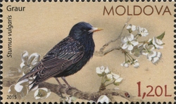 Common Starling