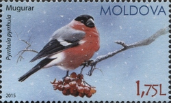 Eurasian Bullfinch
