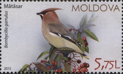 Stamp, Bohemian Waxwing, Moldova,  , Fauna, Birds