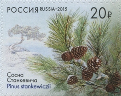 Pitsunda Pine