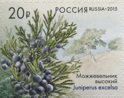 Grecian Juniper