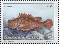 Scorpaena scrofa