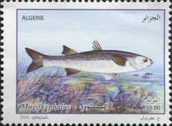 Mugil cephalus