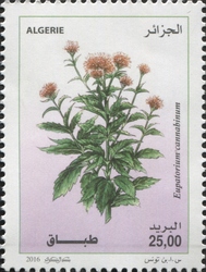 Eupatorium cannabium