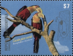 Ramphastos dicolorus