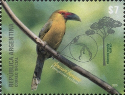 Apuleia leiocarpa