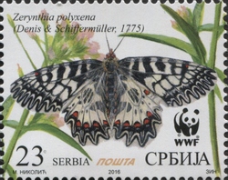 Zerynthia polyxena