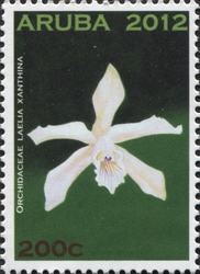Laelia xanthina