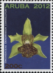 Dendrobium convolutum