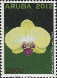 Phalaenopsis