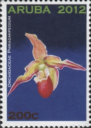 Phragmipedium