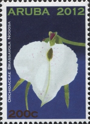 Brassavola nodosa