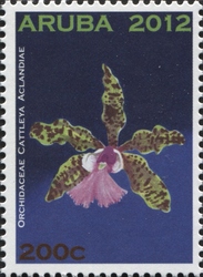 Cattleya aclandiae