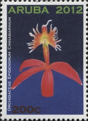 Epidendrum cinnabarinum