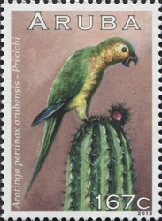 Aratinga pertinax arubensis