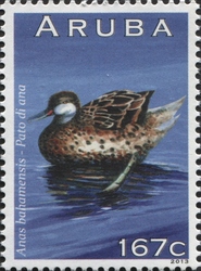 Anas bahamensis
