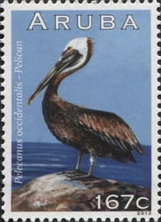 Pelecanus occidentalis