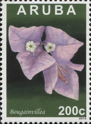 Bougainvillea