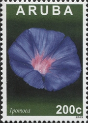 Ipomoea