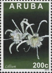 Lillium