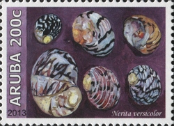 Nerita versicolor